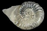 Ammonite (Pleuroceras) Fossil - Germany #125412-1